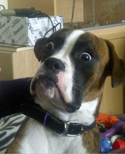 我不是表情帝我是真的惊讶了