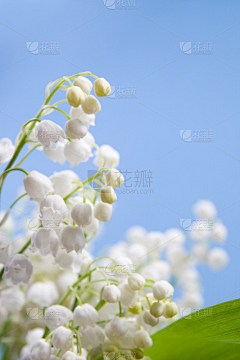花瓣素材-动植物图片采集到绿树