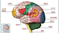 大脑结构与功能分区