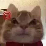 表情包丨最近超火的歪嘴猫表情包合集|拾荒|文案|歪嘴猫|表情包_手机网易网