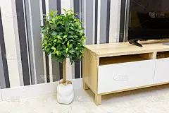 室内设计一间卧室，室内植物在地板上呈碗状。