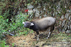 Rangerlin采集到【塔川】静美之秋---走