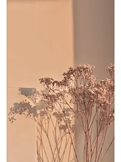 干花壁纸真的好好看呀！暖色调的壁纸真的好 - 小红书