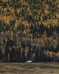 森林 【酷图网】自然景观,森林风景,行道树,行道树风景,自然风景,唯美风景,风景图片,风景壁纸,大自然风景,自然风光,大自然风光,唯美图片,唯美壁纸,创意图片,花草树木,电脑壁纸,美景图片,美景壁纸,旅游风景,森林,森林景观,森林植物,风景名胜,花草,树木,大树,树干,丁达尔光效