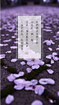 我们总求花开不败，却忘记一开一谢才是一个完整轮回，人生亦如此，起起落落。