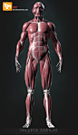 Human Body Muscle Study