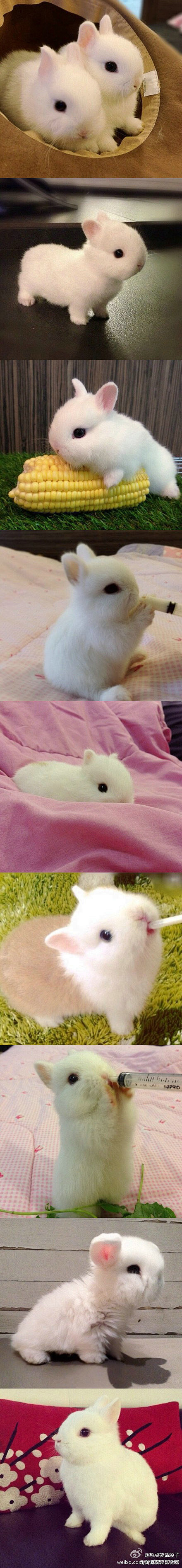 可爱