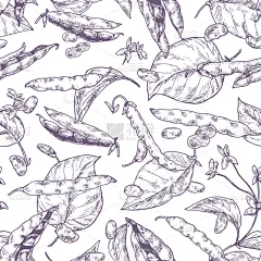 different beans pods and grains monochrome