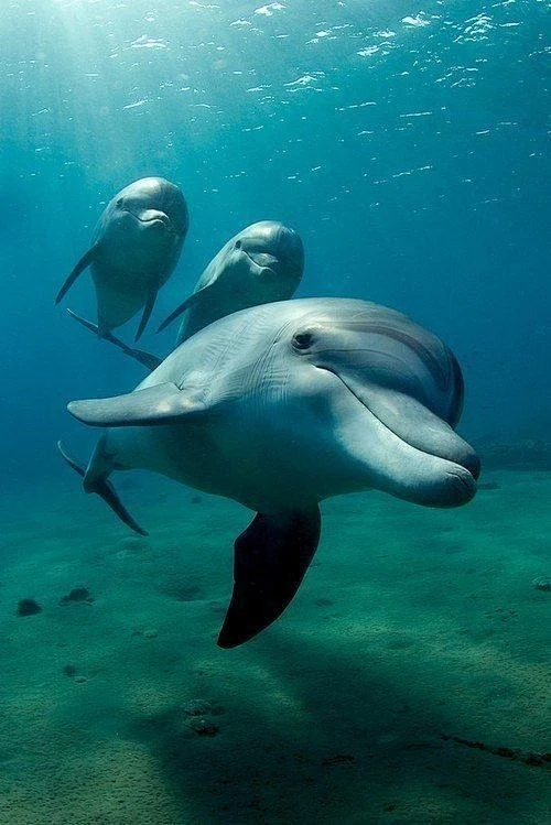 Welcome to Earth song'