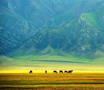 新疆赛里木湖的六月百花开放，美艳无比。同...