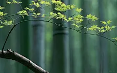 绿色护眼嫩绿枫叶桌面高清壁纸桌面壁纸1