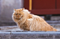故宫的猫——大黄