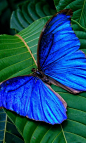 blue butterfly - pic.