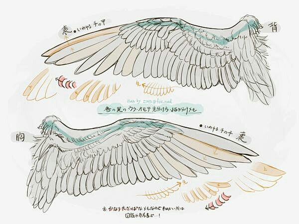 动物翅膀、爪子的结构绘画，简单粗暴，收藏