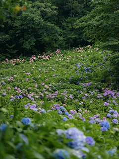 弥山有鹿采集到花海/草海/农田