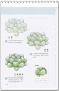 [萌绘 彩铅手绘]123照着画就行-色铅笔画多肉 彩铅多肉入门-淘宝网