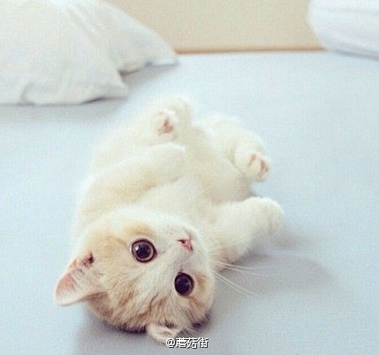 #菇morning#这么可爱的美瞳，简直...