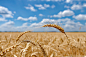 Wheat field with cloudy blue sky by Péter Mocsonoky on 500px