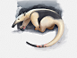 Tamandua