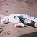 猫儿采花中