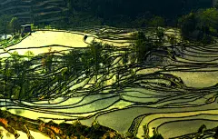 壮观的云南梯田图片壁纸