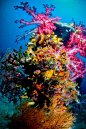 Colorful coral reefs off the coast of Raja Ampat via scottygraham.blogspot.ca