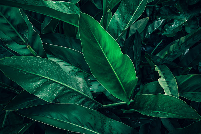 热带植物绿色植被叶子质感森系摄影质感背景...