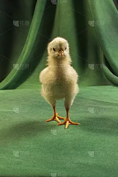 深绿色背景上可爱的小鸡