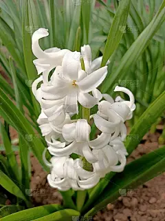 在南方的花园中，绿叶中的花蕾