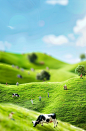 miniature people on green hills, cows in the background, sky blue, sunny day, grassy meadow, bright colors, miniature landscape, high resolution, high detail, tiltshift lens, macro photography, 3d rendering, realism, colorful, happy mood, in the style of 