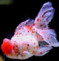 GoldfishDoctor : Photos, videos, information and funny stuff about goldfish and other fish. I'm not a real goldfish...