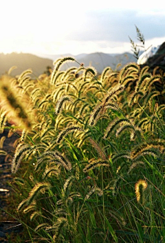 青悠、采集到『清绿。』