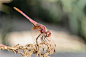 José Juan Noguerón在 500px 上的照片Dragonfly