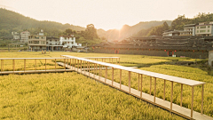 太阳镜的花瓣采集到茶园