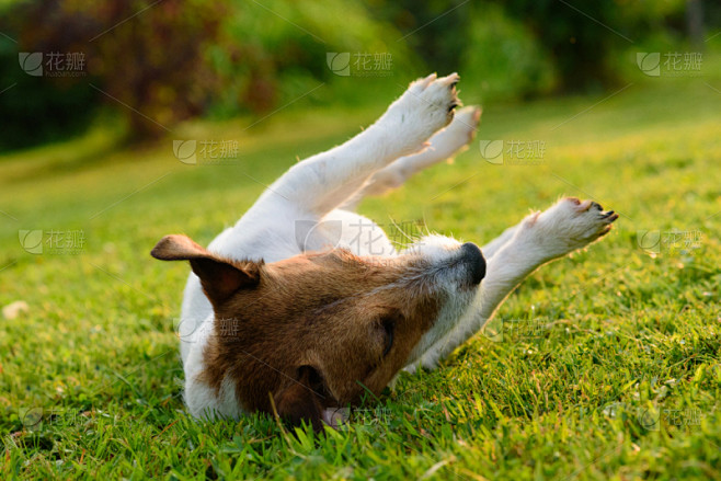 上下颠倒,动物背脊,狗,杰克拉瑟短腿犬,休闲活动,水平画幅,进行中,梗犬,爪子,动物身体部位