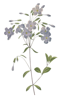 柒r采集到花png