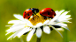 瓢虫 - 必应 Bing 图片