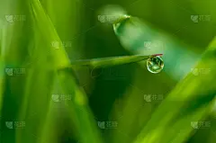 清晨下雨时，新鲜的绿草上的小露珠