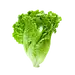 大利生菜-2