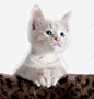 毛毯上的小猫咪高清素材 眼神 页面网页 平面电商 创意素材 png素材