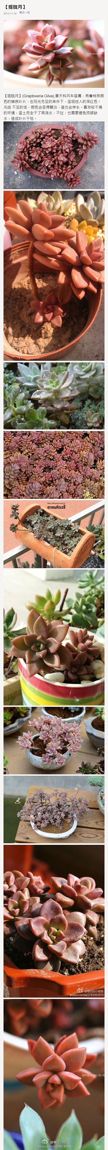 【姬胧月】(Graptoveria Gi...