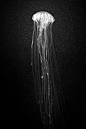 aquaticwonder: Jellyfish in Black and White