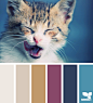 kitten hues