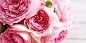 Handpicked16_Blog_NaturesLimitedEdition_BlogBanner1