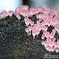 来自芝加哥的数字艺术家David Brodeur创作的“天体系列”（Celestial Series），呈现了一个奇妙的外星世界，如同浆果植物，糖果形状的球体让人恨不得想要吃上一口。#求是爱设计#
