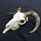 Ram Skull动物头骨真正的Ram头骨羊头骨动物角|  Etsy的
