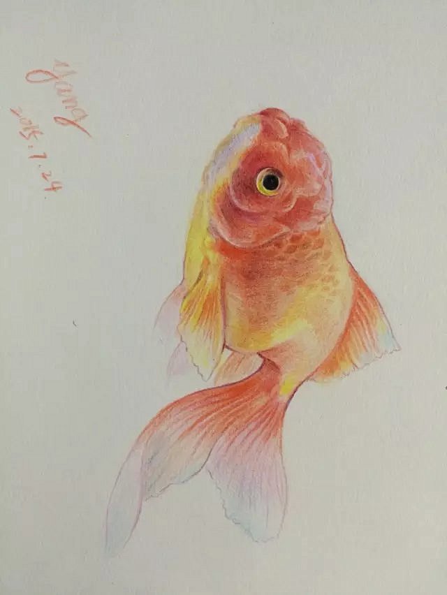 金鱼动物鱼水彩铅笔画艺森合尚