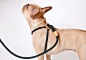 Ray Dark Green Rope All-in-One Harness and Leash