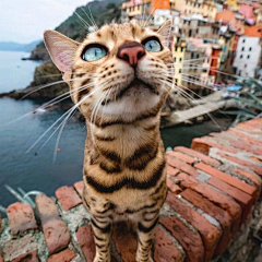 镶梨琼采集到猫猫