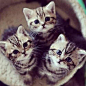 Kittens.: 